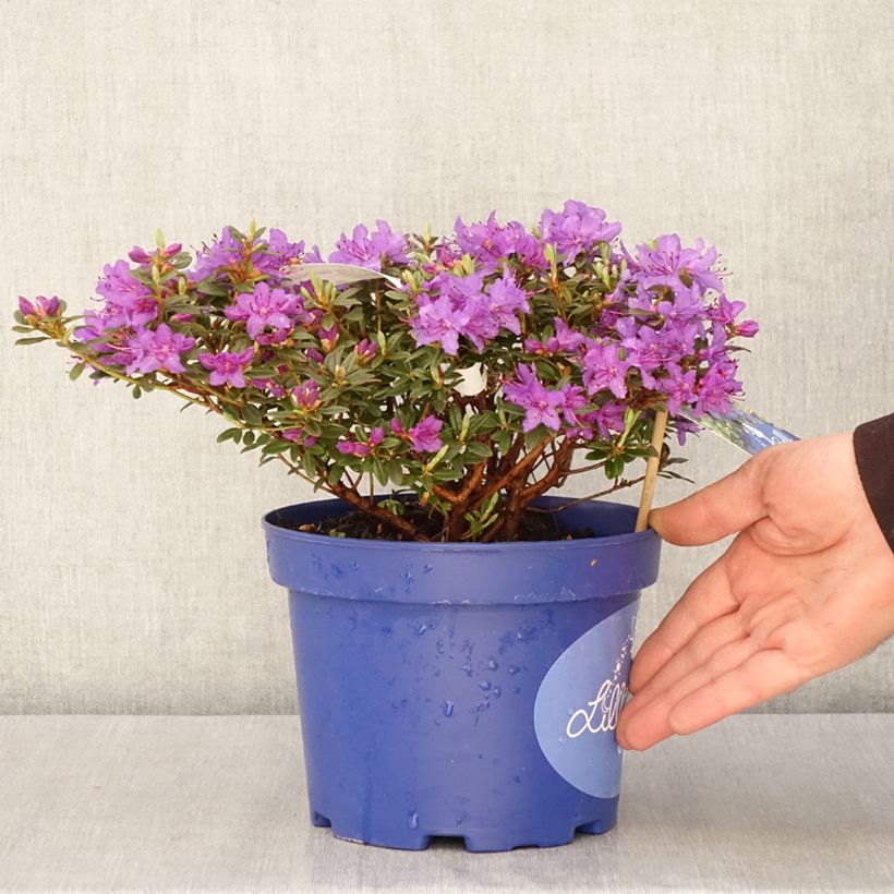 Exemplar von Rhododendron Lilly Bell Night Topf mit 3L/4LGelieferte Höhe ca. 25/30cm wie im Frühjahr geliefert