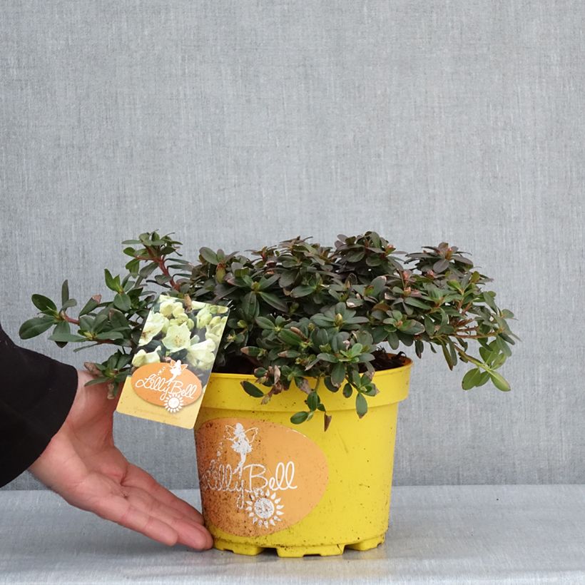 Exemplar von Rhododendron Lilly Bell Sun Topf mit 3L/4L wie im Winter geliefert
