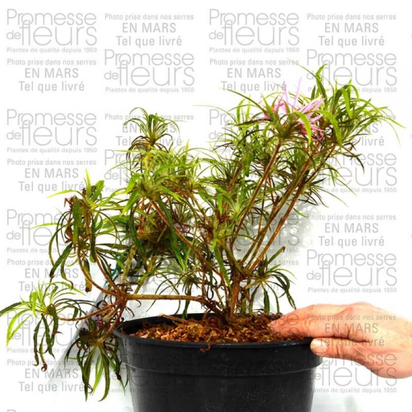 Beispiel eines Exemplars von Rhododendron macrosepalum Linearifolium Topf mit 4L/5LGelieferte Höhe ca. 30/40cm wie geliefert