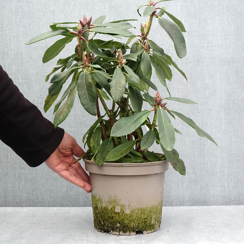 Exemplar von Rhododendron loderi King George Pot de 4L/5L wie im Frühjahr geliefert
