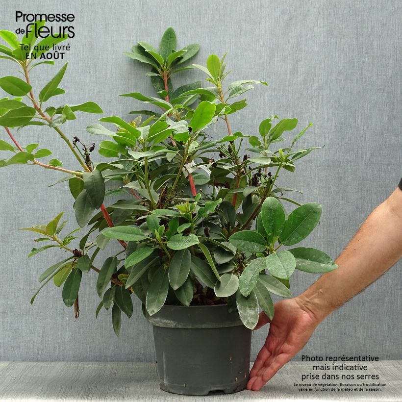 Exemplar von Rhododendron Marie Forte Topf mit 4L/5L wie im Sommer geliefert