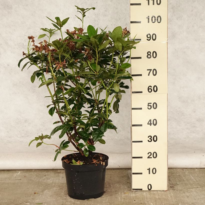 Exemplar von Rhododendron Mrs T.h.lowinsky Topf mit 7,5L/10L wie im Sommer geliefert