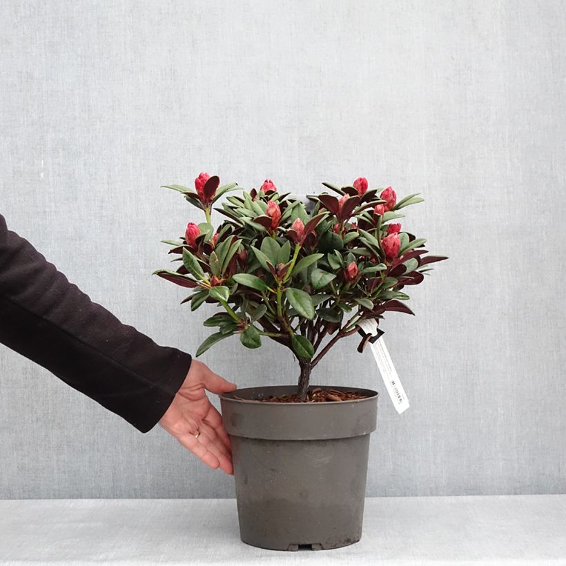 Exemplar von Rhododendron neriiflorum Burletta - Pot de 6L/7L wie im Frühjahr geliefert
