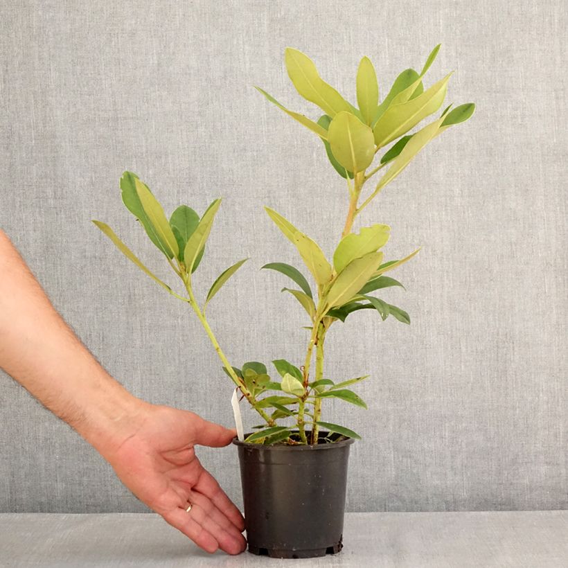 Exemplar von Rhododendron yakushimanum Percy Wiseman Topf 12 cm / 13 cm wie im Sommer geliefert