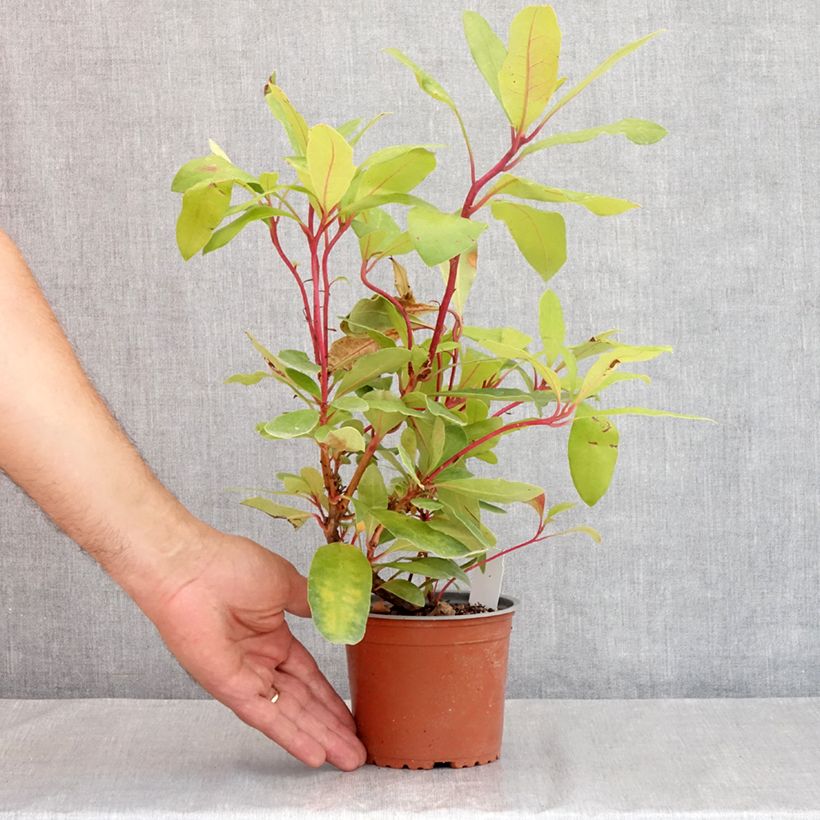 Exemplar von Rhododendron ponticum Topf 12 cm / 13 cm wie im Sommer geliefert