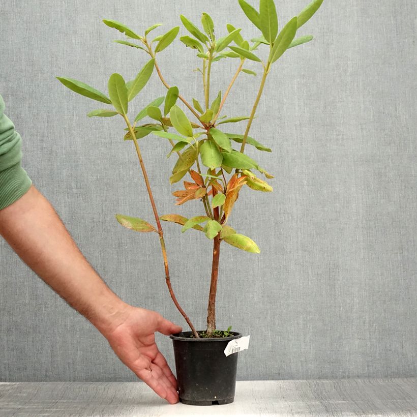 Exemplar von Rhododendron catawbiense Roseum Elegans Topf 12 cm / 13 cm wie im Sommer geliefert