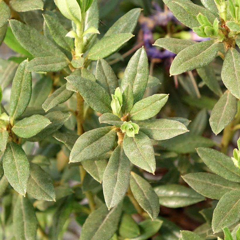 Rhododendron russatum Lauretta (Laub)