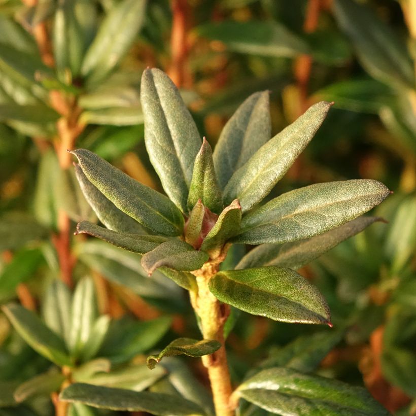 Rhododendron russatum Lauretta (Laub)