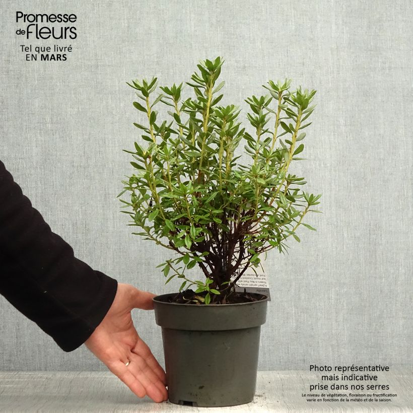 Exemplar von Rhododendron russatum Lauretta - Rhododendron nain - Pot de 2L/3L wie im Frühjahr geliefert