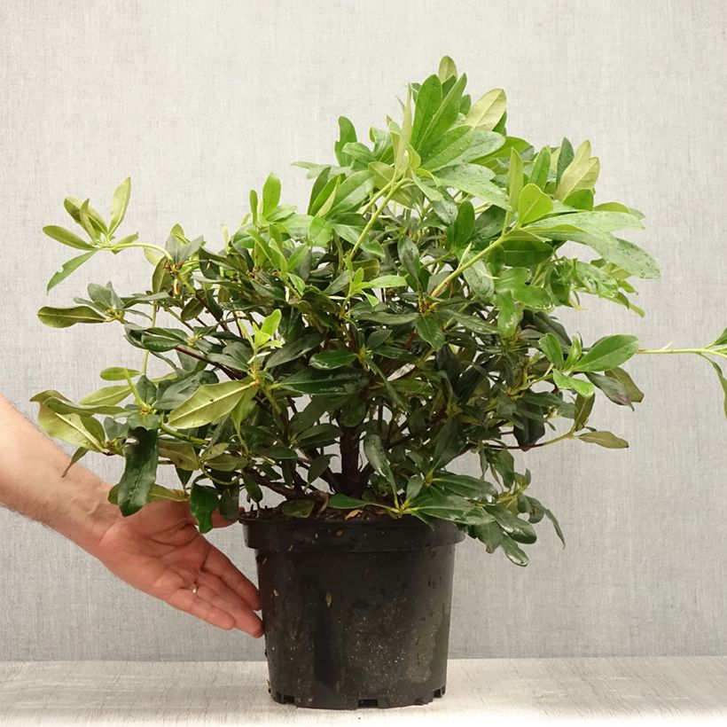 Exemplar von Rhododendron Scyphocalyx Topf mit 6L/7L wie im Sommer geliefert