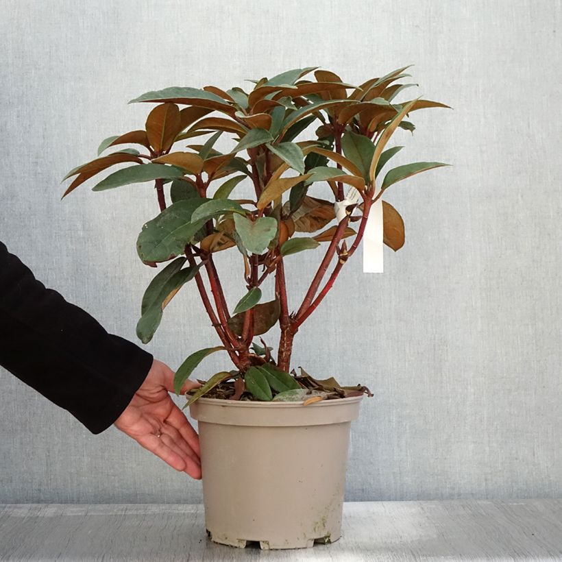 Exemplar von Rhododendron Sir Charles Lemon Topf mit 4L/5L wie im Herbst geliefert