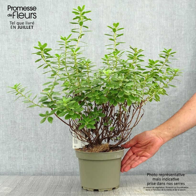 Exemplar von Rhododendron Snipe Topf mit 2L/3L wie im Sommer geliefert
