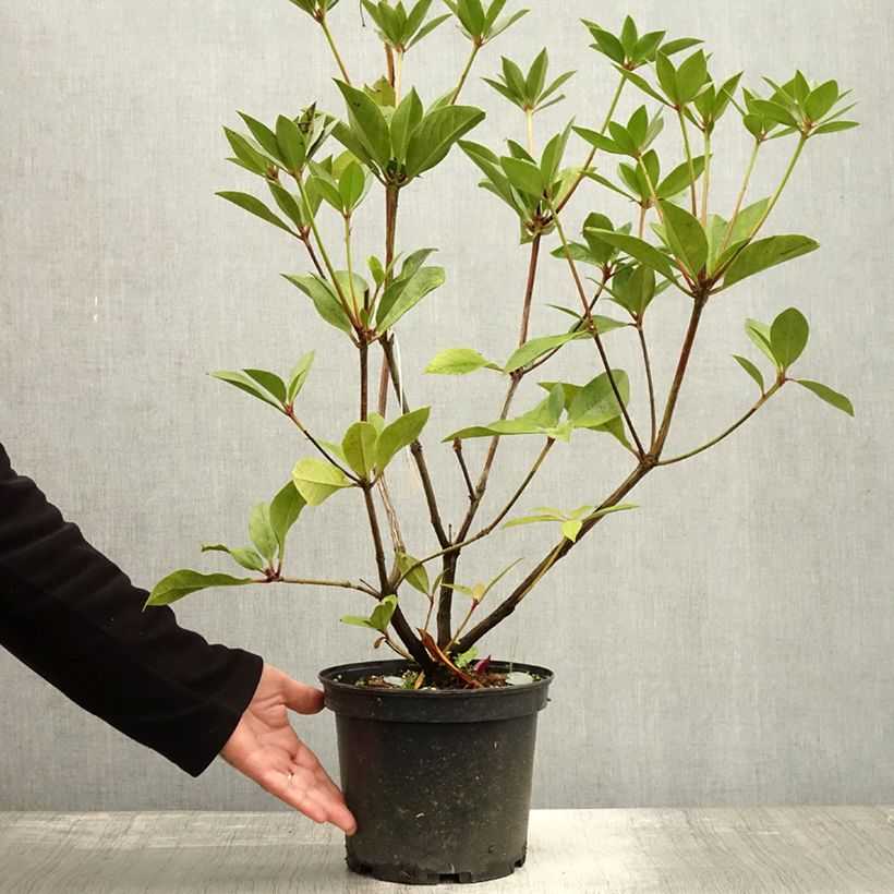 Exemplar von Rhododendron vireya Oogappel Topf mit 3L/4L wie im Herbst geliefert