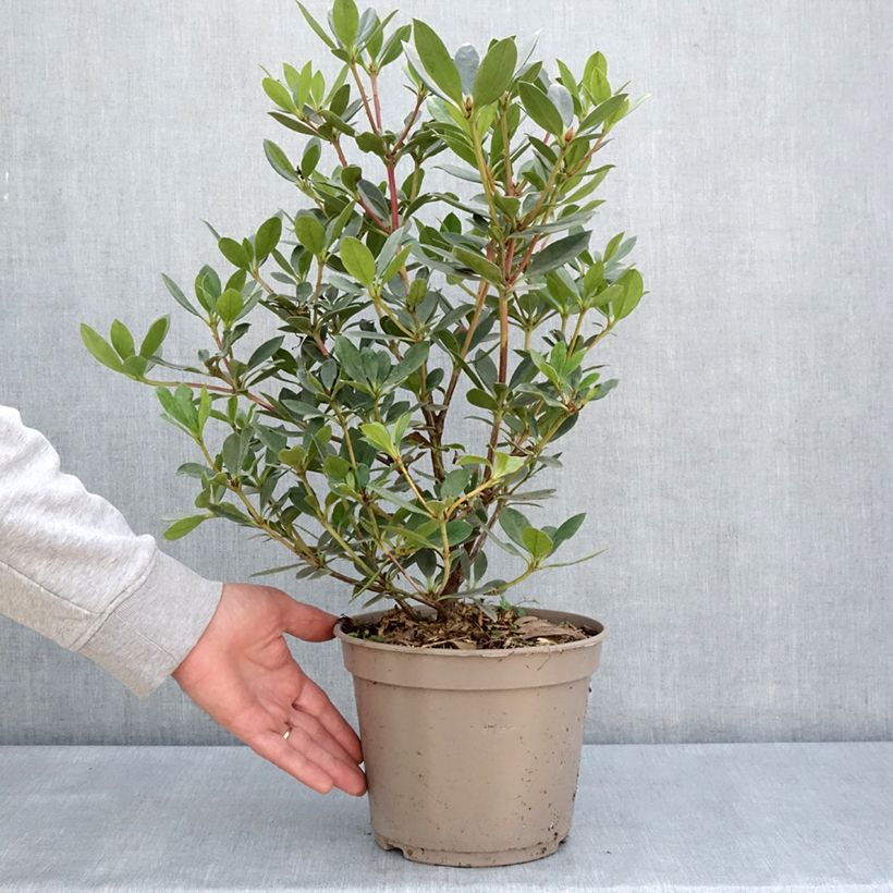 Exemplar von Rhododendron vireya Saxon blush - Pot de 3L/4L wie im Frühjahr geliefert
