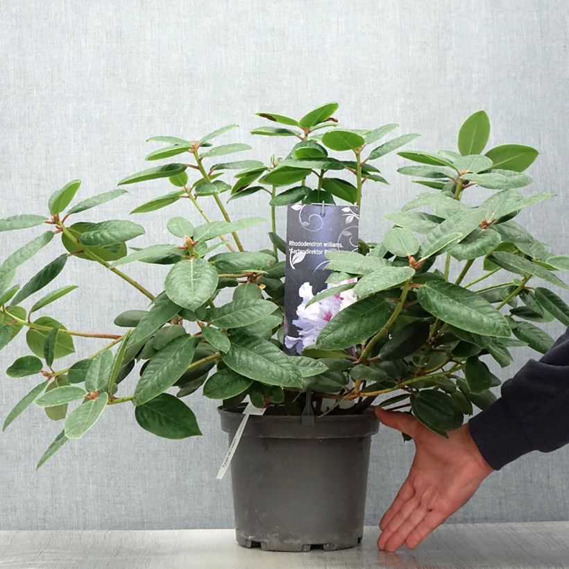 Exemplar von Rhododendron williamsianum Gartendirektor Rieger Topf mit 4L/5L wie im Sommer geliefert