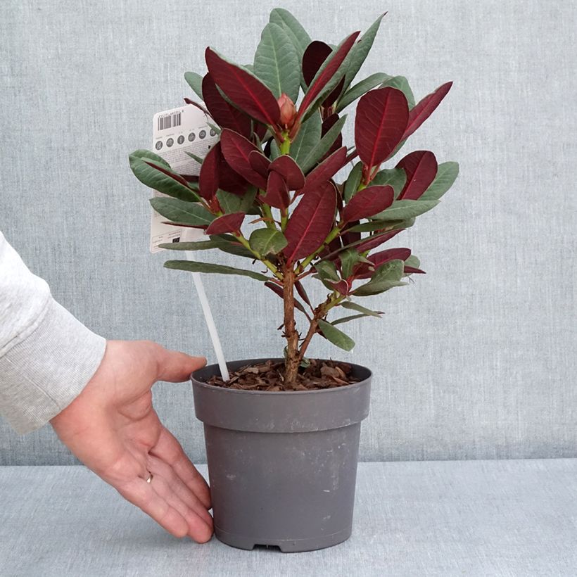 Exemplar von Rhododendron Wine & Roses Pot de 12 cm/ 13 cm wie im Frühjahr geliefert