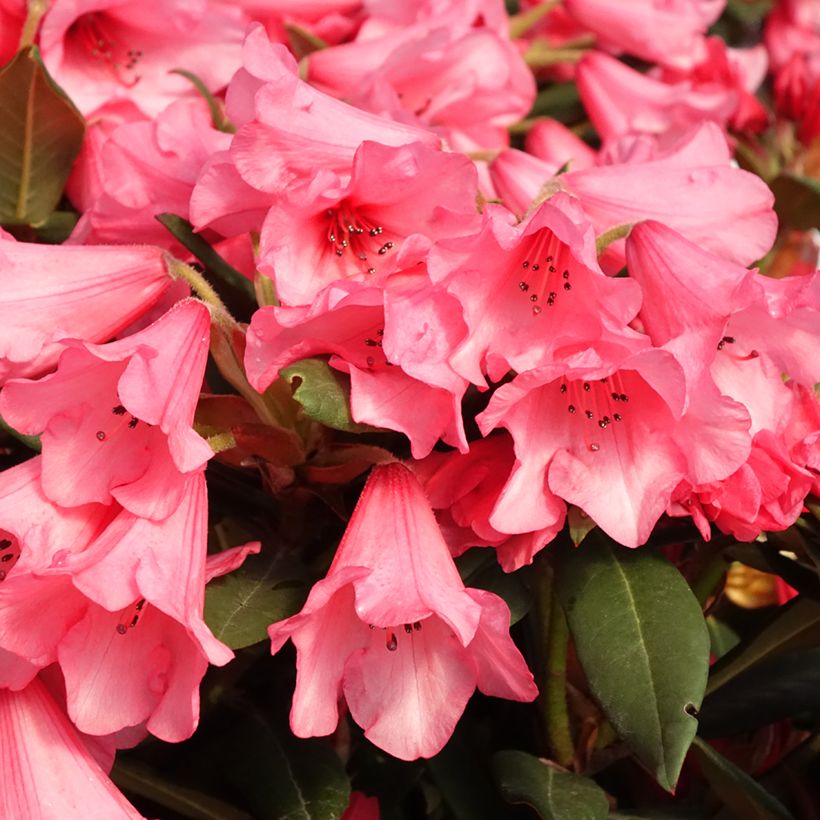 Rhododendron Winsome (Blüte)
