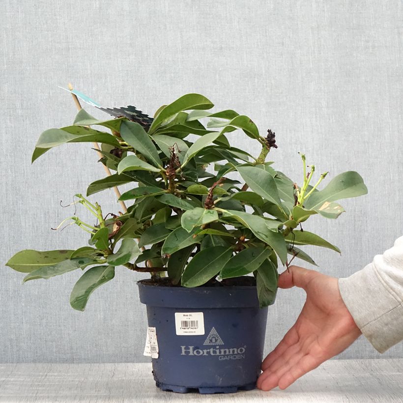 Exemplar von Rhododendron XXL Topf mit 2L/3L wie im Sommer geliefert