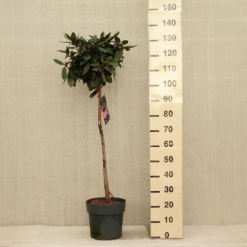 Exemplar von Rhododendron yakushimanum Anuschka Topf mit 7,5L/10L wie im Herbst geliefert