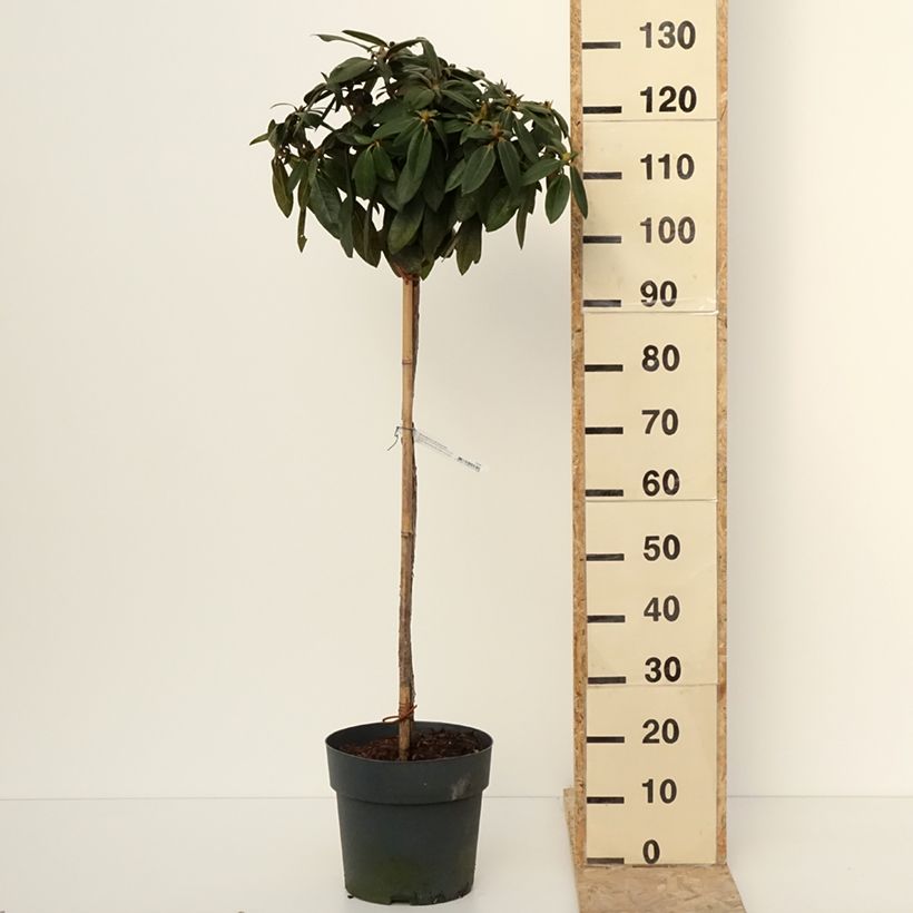 Exemplar von Rhododendron yakushimanum Anuschka - Rhododendron nain - Pot de 7,5L/10L wie im Winter geliefert