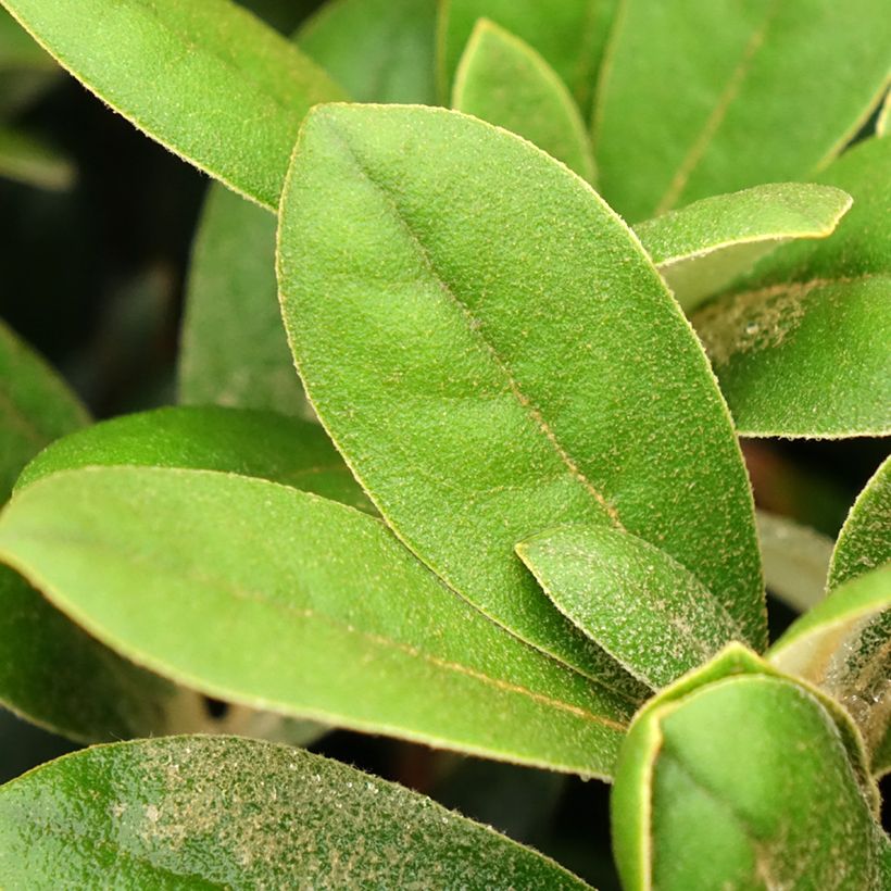 Rhododendron INKARHO® Debbie Dane - Yaku rhododendron (Laub)