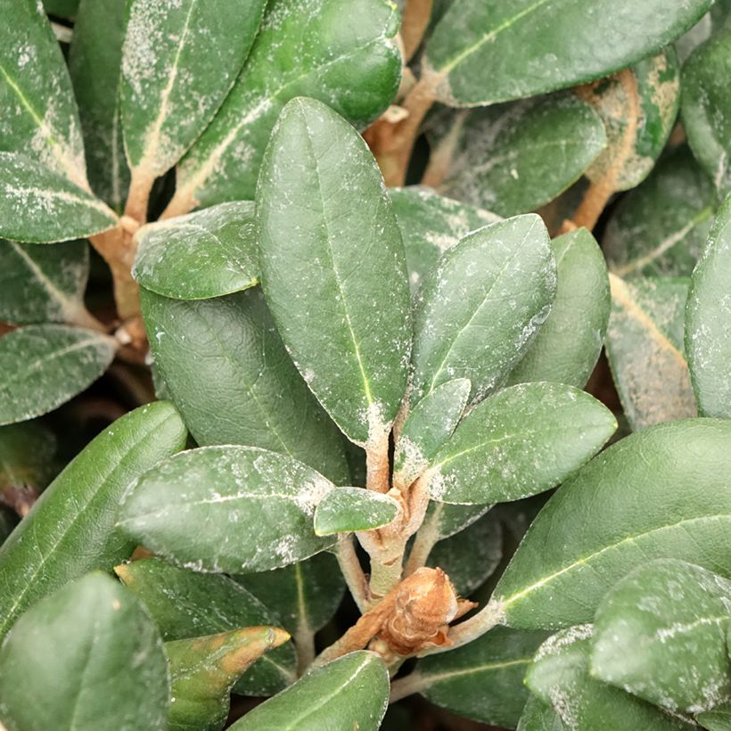 Rhododendron INKARHO® Debbie Dane - Yaku rhododendron (Laub)