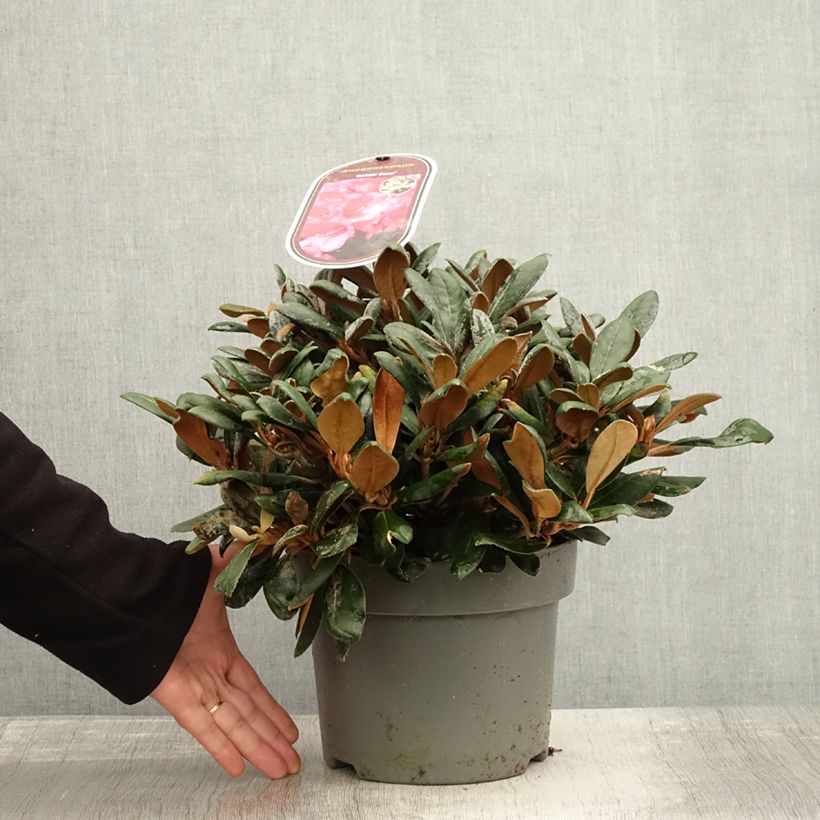 Exemplar von Rhododendron INKARHO® Debbie Dane - Yaku rhododendron Topf mit 4L/5L wie im Herbst geliefert