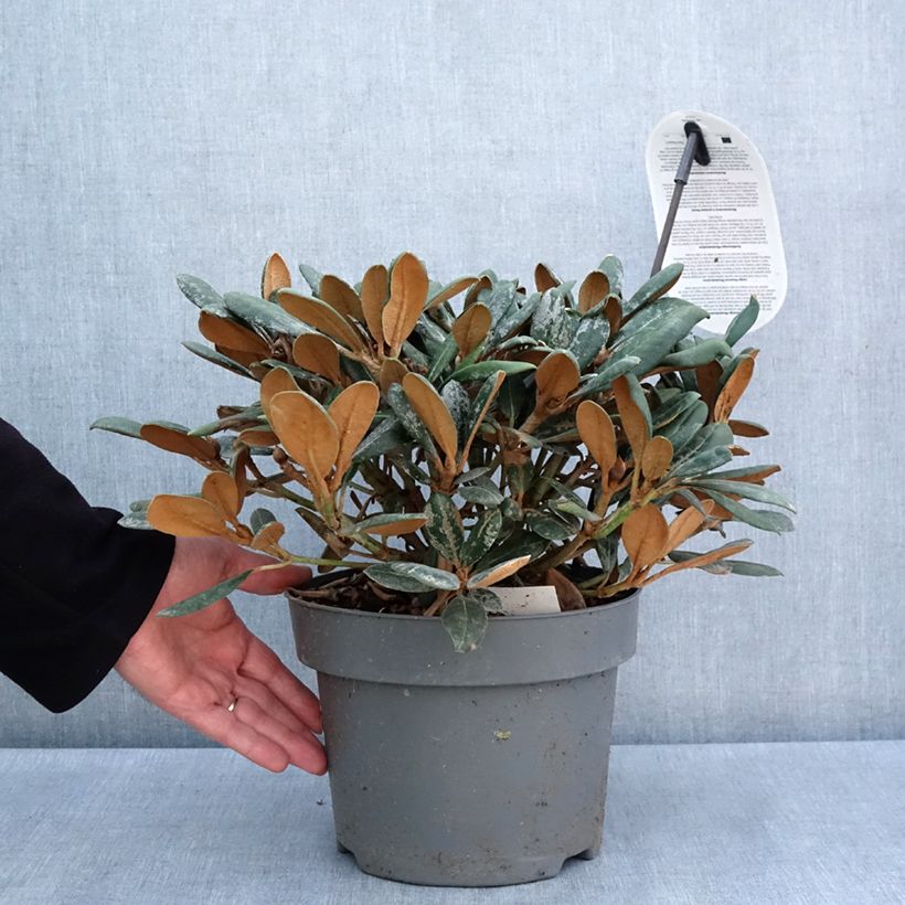 Exemplar von Rhododendron INKARHO® Debbie Dane - Yaku rhododendron Topf mit 4L/5LGelieferte Höhe ca. 30cm wie im Frühjahr geliefert