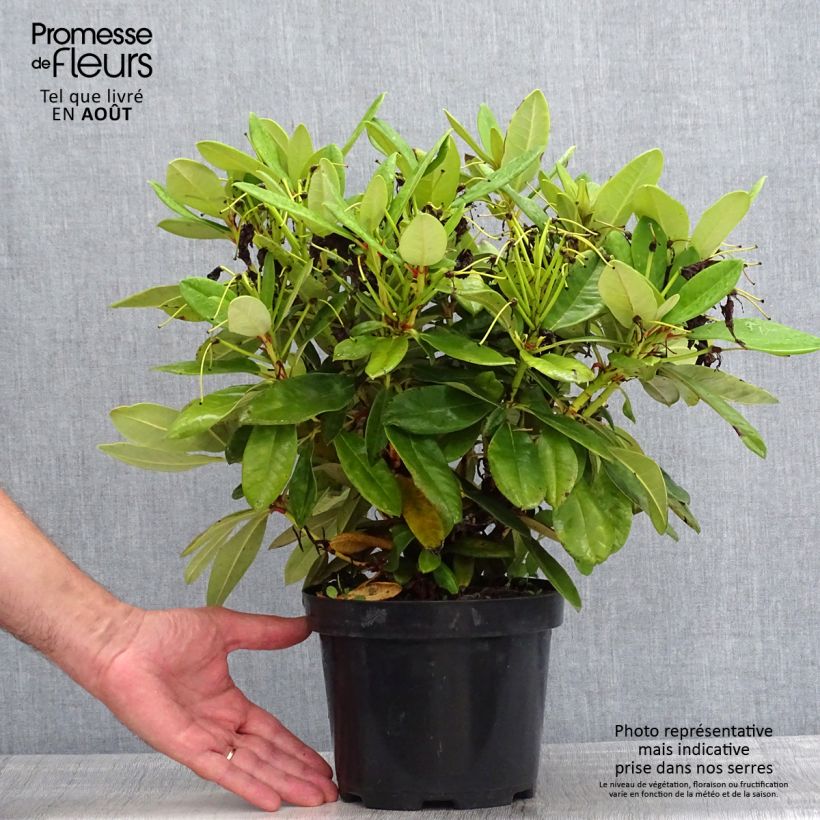 Exemplar von Rhododendron yakushimanum Dopey Topf mit 2L/3L wie im Sommer geliefert