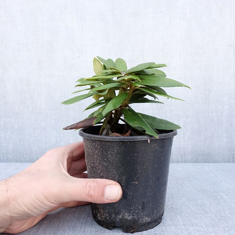 Exemplar von Rhododendron yakushimanum Kalinka Topf 12 cm / 13 cm wie im Winter geliefert