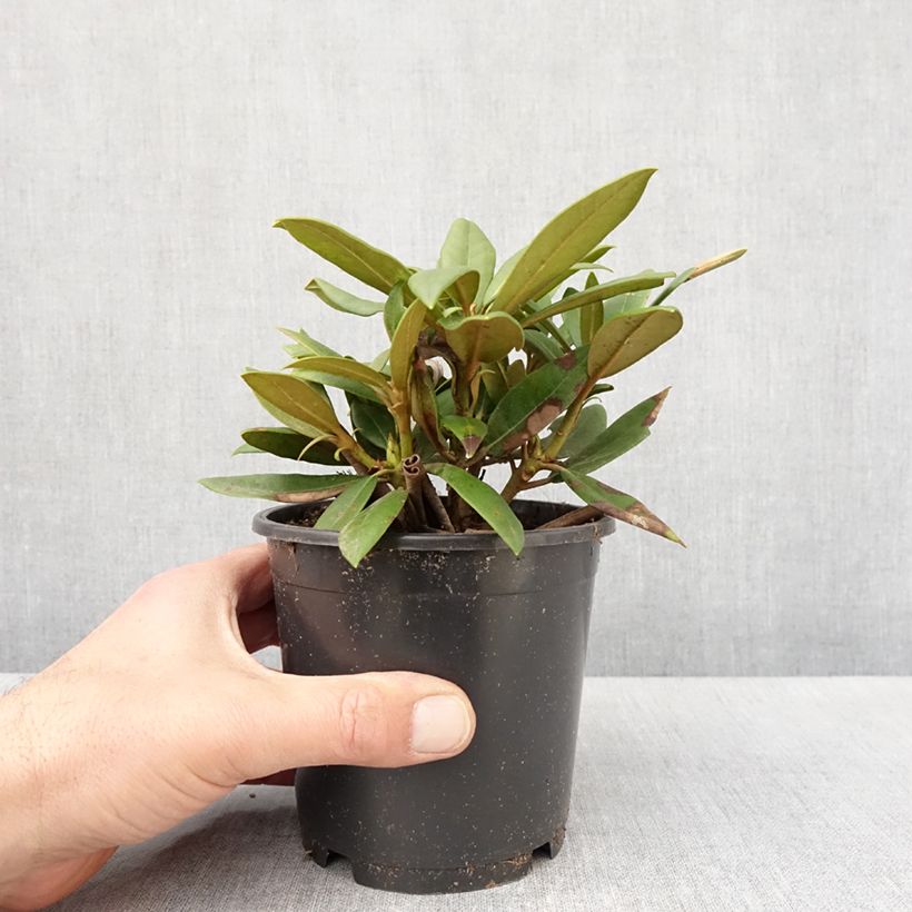 Exemplar von Rhododendron yakushimanum Kalinka - Rhododendron nain - Pot de 12 cm / 13 cm wie im Frühjahr geliefert