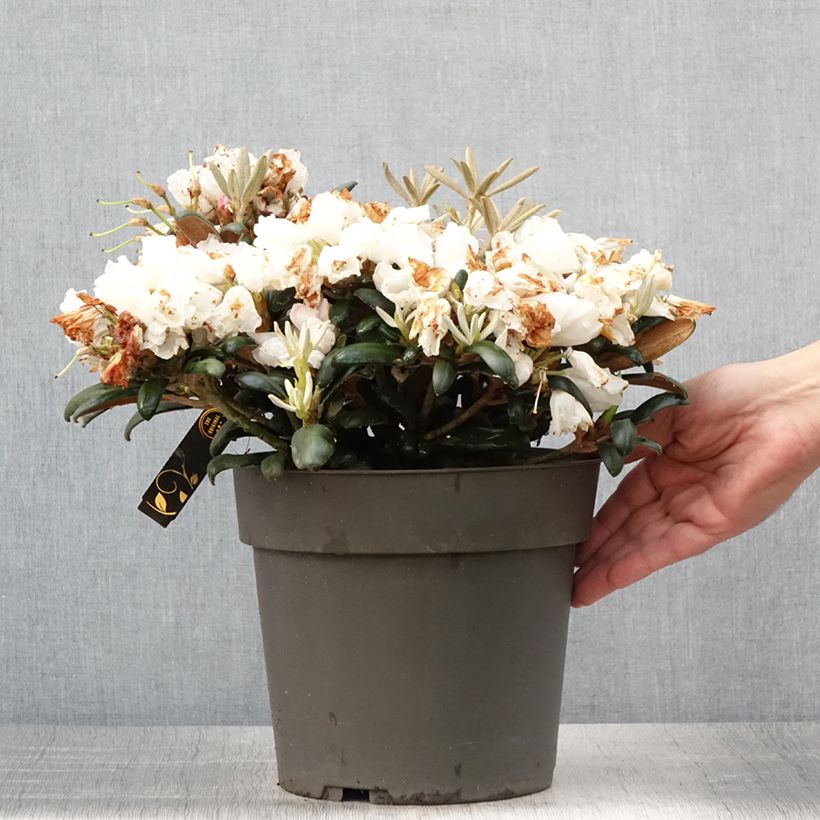 Exemplar von Rhododendron yakushimanum Koichiro Wada Topf mit 6L/7L wie im Sommer geliefert