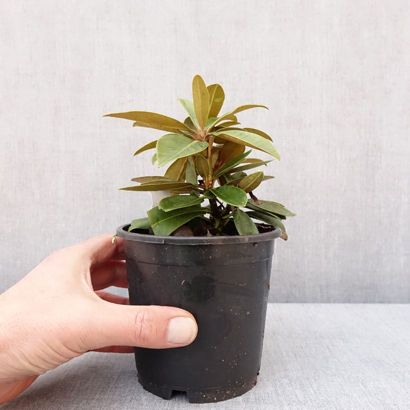 Exemplar von Rhododendron yakushimanum Morgenrot Topf 12 cm / 13 cm wie im Winter geliefert