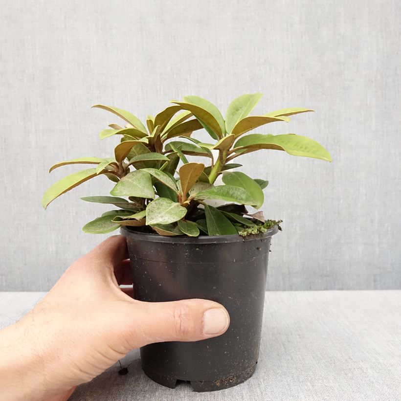 Exemplar von Rhododendron yakushimanum Morgenrot - Rhododendron nain - Pot de 13 cm wie im Frühjahr geliefert