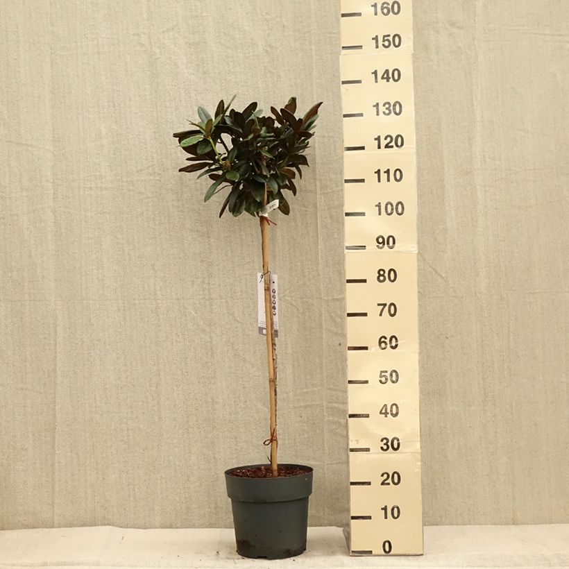 Exemplar von Rhododendron yakushimanum Morgenrot Topf mit 7,5L/10L wie im Herbst geliefert