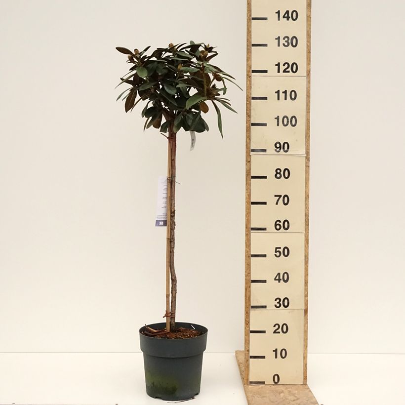 Exemplar von Rhododendron yakushimanum Morgenrot - Rhododendron nain - Pot de 7,5L/10L wie im Frühjahr geliefert