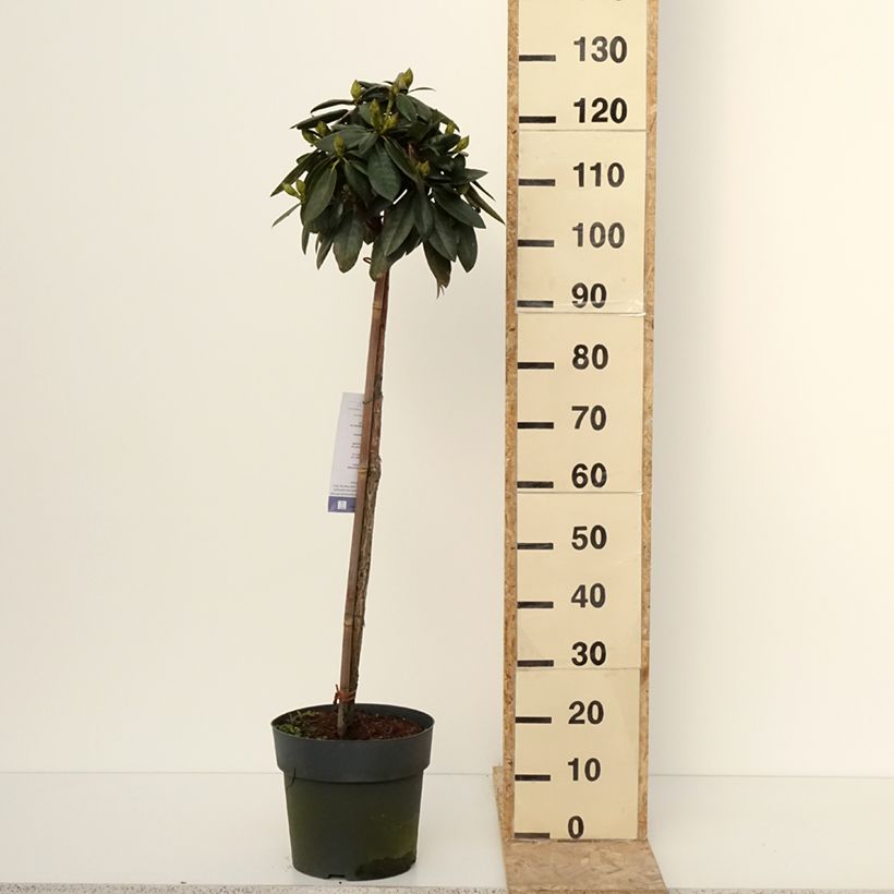 Exemplar von Rhododendron yakushimanum Polaris - Yaku rhododendron, Yakushima rhododendron, Yak rhododendron Topf mit 7,5L/10LGelieferte Höhe ca. 100/120cm wie im Winter geliefert