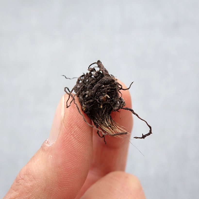 Exemplar von Rhodohypoxis White Princess - Grasstern Zwiebel Kaliber/Größe I wie im Frühjahr geliefert