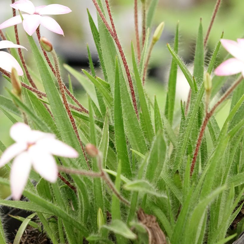 Rhodohypoxis Fairy Kisses - Grasstern (Laub)