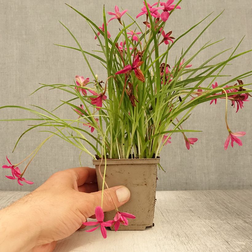 Exemplar von Rhodohypoxis Beverly - Grasstern Kleine Töpfe von 8/9 cm wie im Sommer geliefert