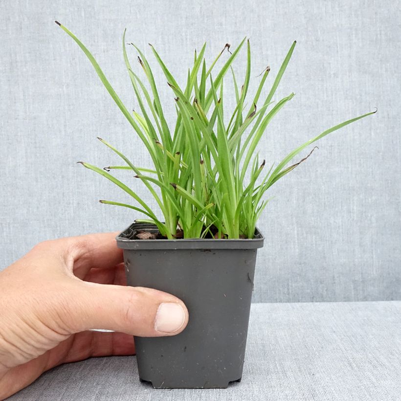 Exemplar von Rhodoxis Summer Stars Peppermint - Grasstern Kleine Töpfe von 8/9 cm wie im Sommer geliefert