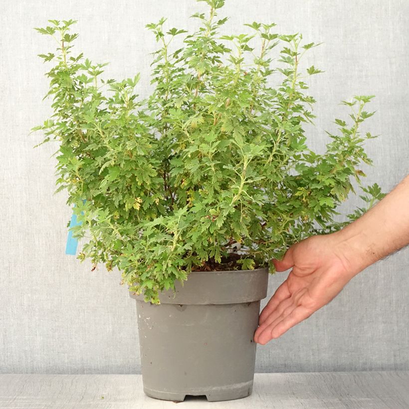 Exemplar von Blut-Johannisbeere Oregon Snowflake - Ribes sanguineum Topf mit 4L/5LGelieferte Höhe ca. 50/60cm wie im Sommer geliefert