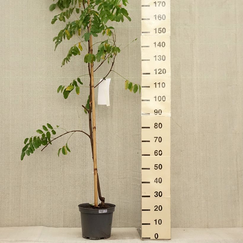 Exemplar von Robinia margaretta Georgia da Torino - Scheinakazie Topf mit 7,5L/10L wie im Herbst geliefert