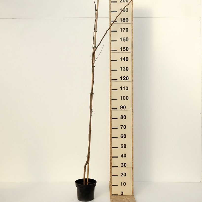 Exemplar von Robinia pseudoacacia Altdorf - Gewöhnliche Robinie Topf mit 4L/5LGelieferte Höhe ca. 200/220cm wie im Winter geliefert