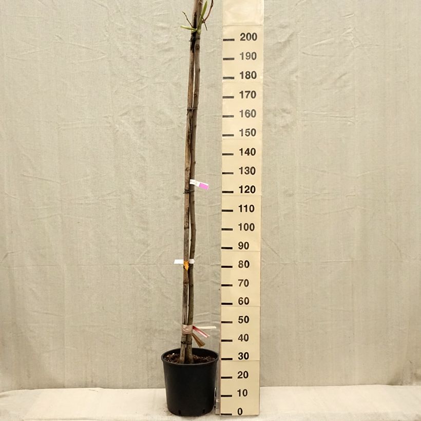 Exemplar von Robinia pseudoacacia Frisia - Gewöhnliche Robinie Topf mit 18L/20L wie im Frühjahr geliefert