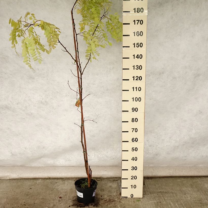 Exemplar von Robinia pseudoacacia Frisia - Gewöhnliche Robinie Topf mit 4L/5L wie im Sommer geliefert