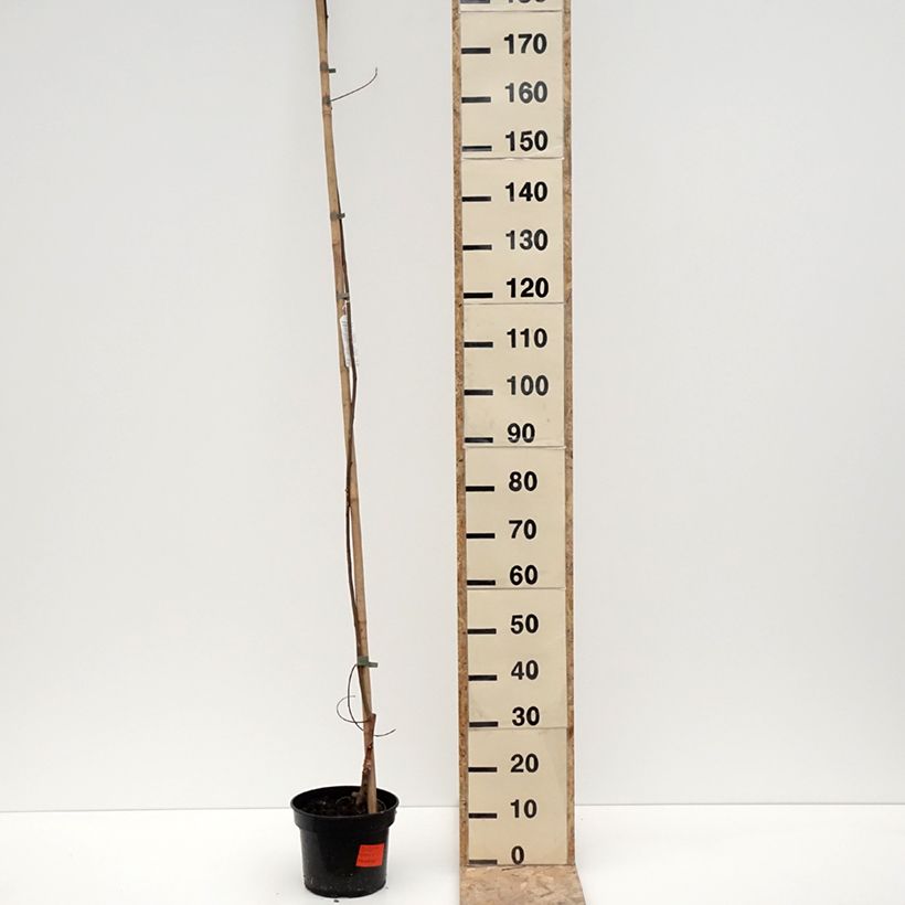 Exemplar von Robinia pseudoacacia Karolina Zamoyska - Gewöhnliche Robinie Topf mit 4L/5LGelieferte Höhe ca. 100/120cm wie im Winter geliefert