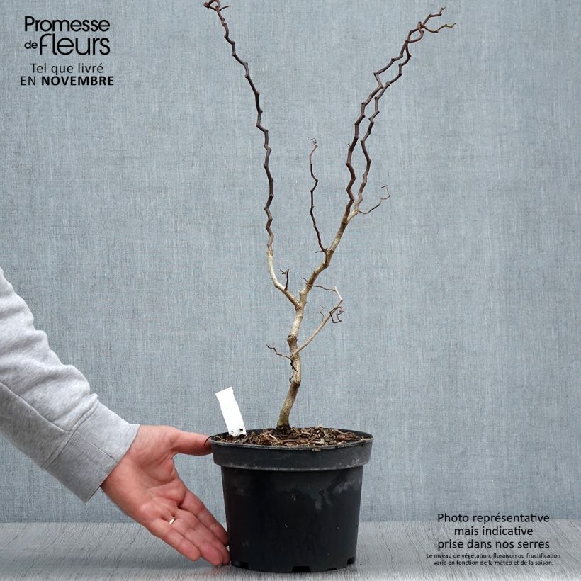 Exemplar von Robinia pseudoacacia Twisty Baby Lace Lady - Gewöhnliche Robinie Topf mit 3L/4L wie im Herbst geliefert