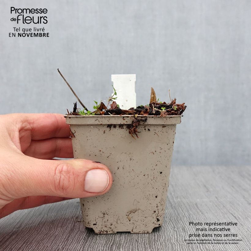 Exemplar von Rodgersia podophylla - Schaublatt Kleine Töpfe von 8/9 cm wie im Herbst geliefert