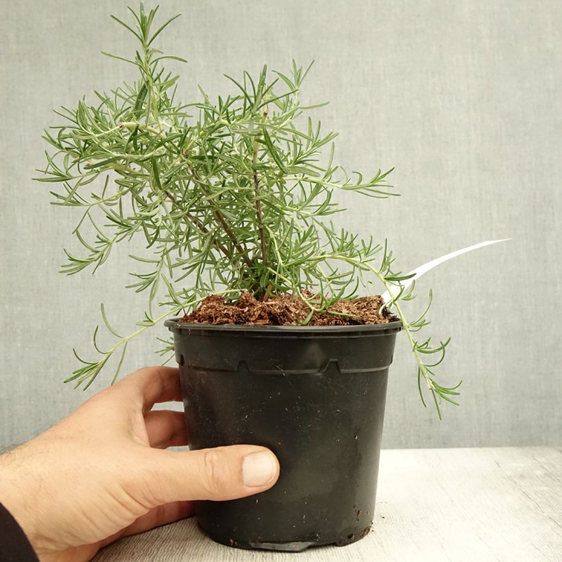 Exemplar von Rosmarin Pointe du Raz - Rosmarinus officinalis Topf mit 1,5L/2L wie im Herbst geliefert